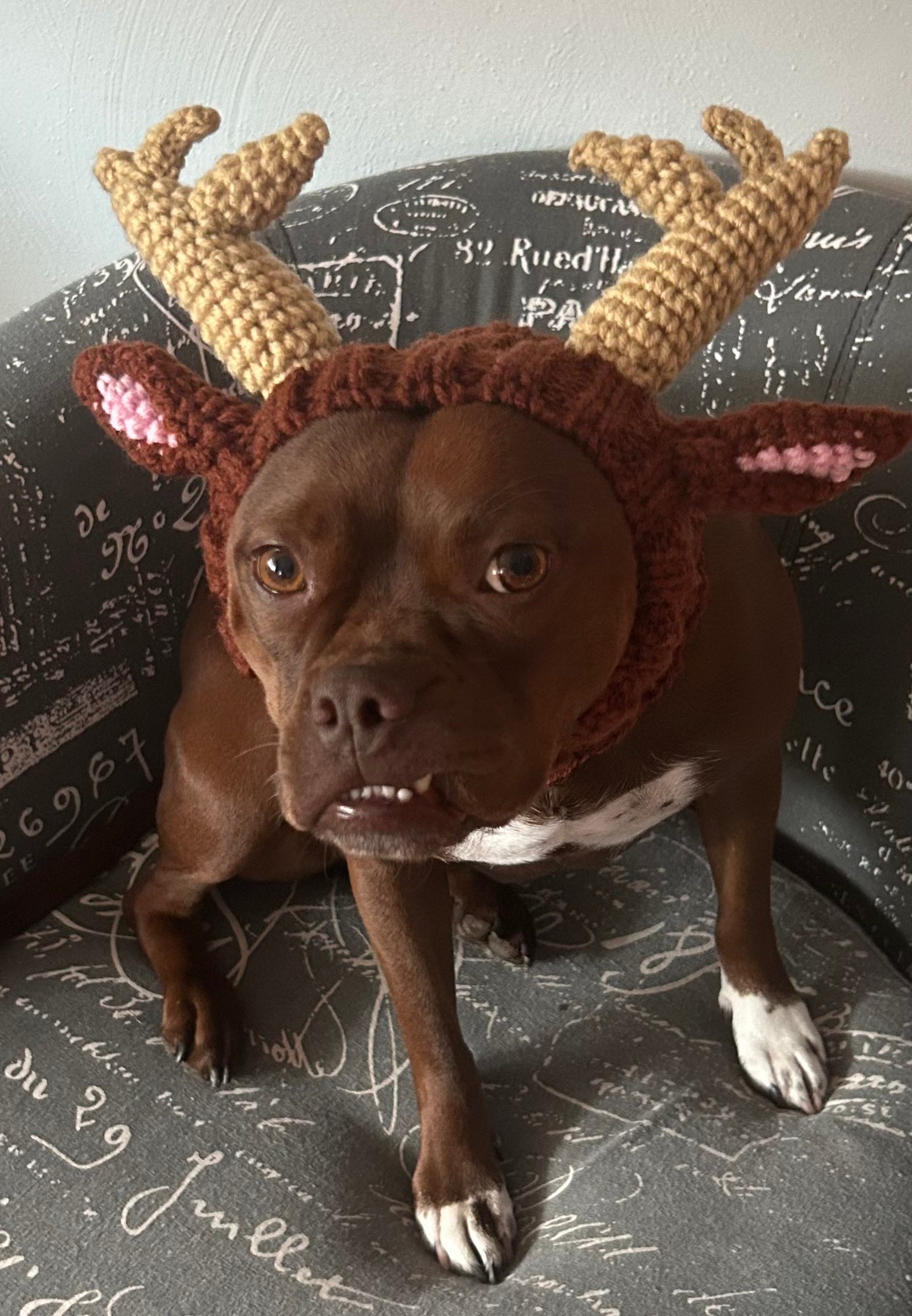 Pet Magnets